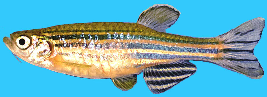 Adult zebrafish (Danio rerio).