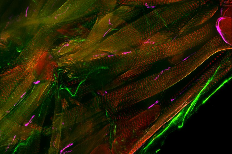 Drosophila third instar larval fillet labeled with AlexaFluor™647 for post-synaptic sites, AlexaFluor™555 conjugated to phalloidin, and AlexaFluor™488 for a subset of motor neurons. Sample courtesy of A. Elliott, NIH/NIMH, Bethesda, MD, USA.
