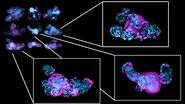 Long-term in toto imaging of FUCCI2 intestinal organoids.