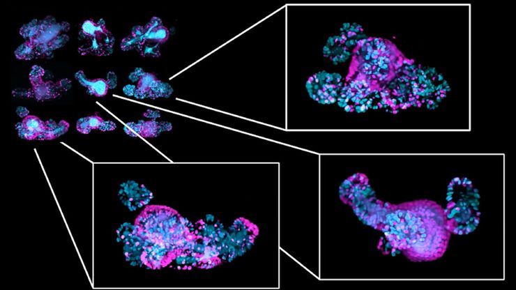 Long-term in toto imaging of FUCCI2 intestinal organoids.