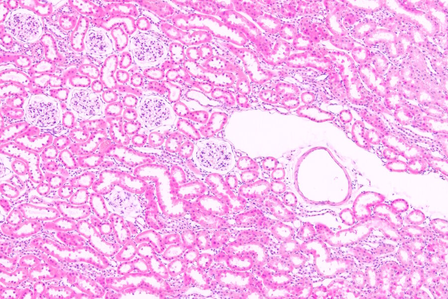 Figure 1: H&E Staining of a rat kidney. 
