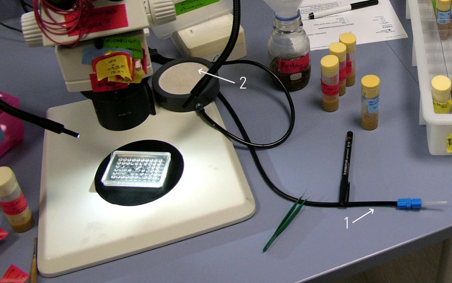 Fly pushing performed with a Leica stereo microscope, tube with carbon dioxide (CO2) to anesthetize flies (1), and fly pad with CO2 to keep flies anesthetized during sorting (2). Courtesy of T. Hummel, Dept. of Neurobiology, University of Vienna, Austria.