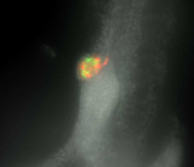 Developing zebrafish pancreas - Widefield image 