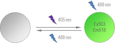 The fluorescence emission of Dronpa can be switched on and off reversibly. Excitation with 488 nm light leads to green fluorescence which declines relatively fast.