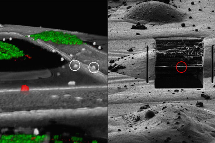 [Translate to chinese:] Correlation of markers in the LM and the FIB image.