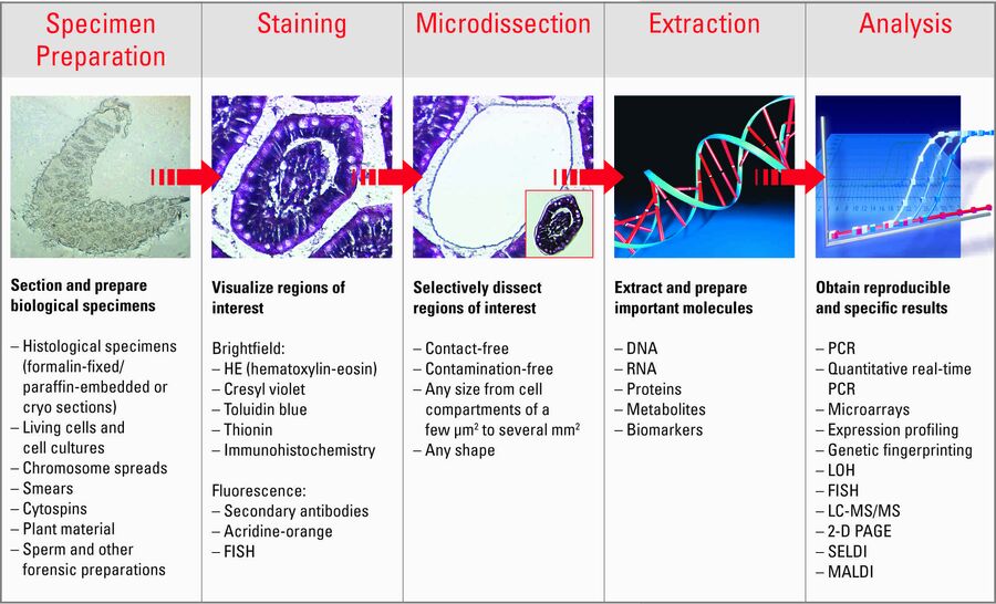 The process of laser microdissection from specimen preparation to analysis.