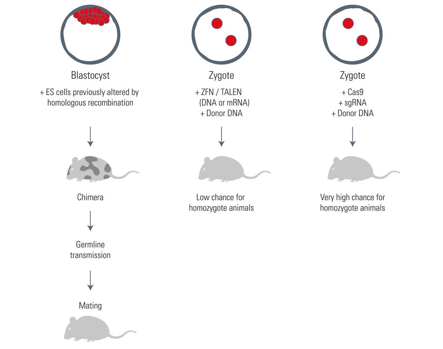Transgenic mice with Cas9.