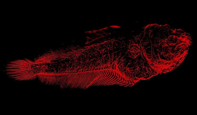 Sistema nervioso de una larva de Solea senegalensis. Máxima proyección de un mosaico de 6 campos x 33 planos. Corrección de paralaje y creación del mosaico en LAS X tras deconvolución en Huygens profesional. Cortesía del Dr. Marco A. Campinho, CCMAR-Centre for Marine Science, Universidade do Algarve, Portugal