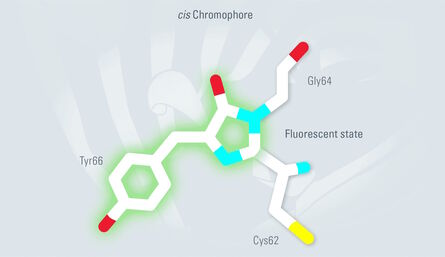 The Tyr66 side chain of the Dronpa chromophore undergoes cis-trans isomerization during photoswitching. While the trans-conformation is non-fluorescent, the cis-conformation emits fluorescence.