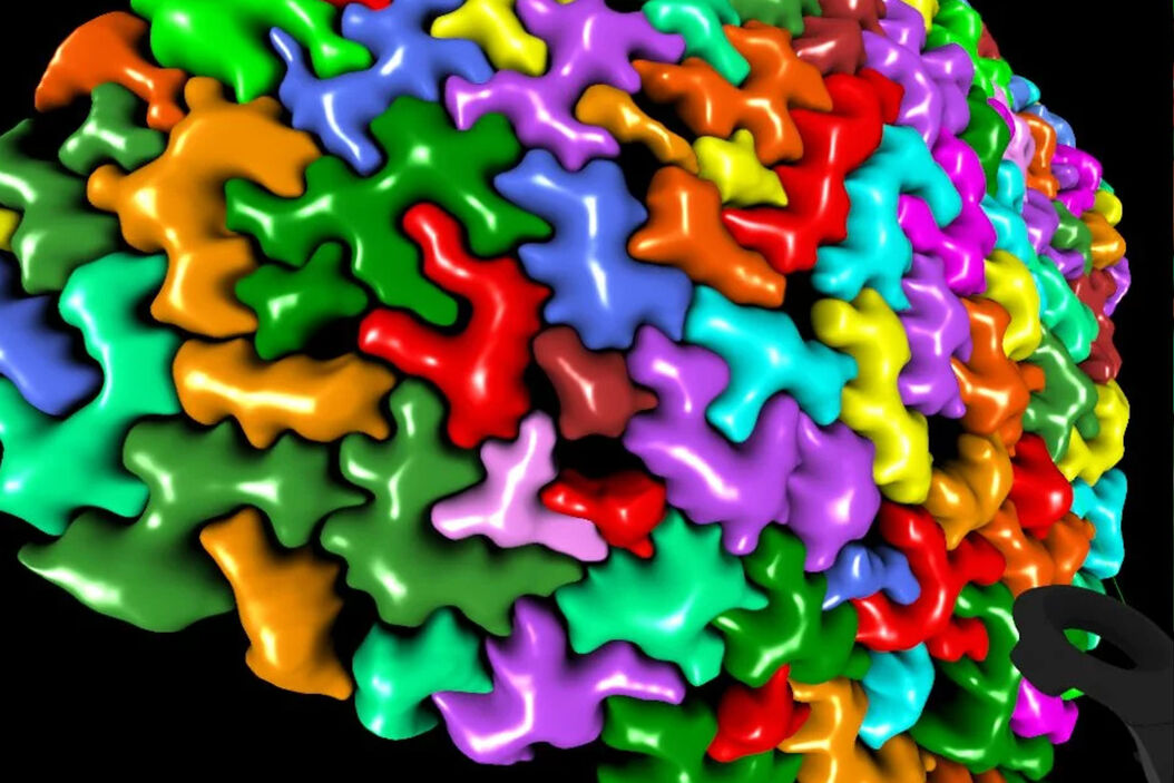 4D morphological information of Arabidopsis thaliana cotyledon pavement cells mapped using both direct water immersion observations and computational image analyses, including segmentation, surface modeling, virtual reality and morphometry. Arabidopsis-thaliana-cotyle.jpg