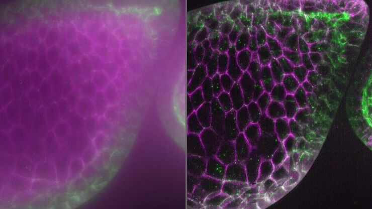Raw widefield and THUNDER image of Drosophila follicles. Image courtesy of M. Khoury and D. Bilder, University of California, Berkeley, USA.