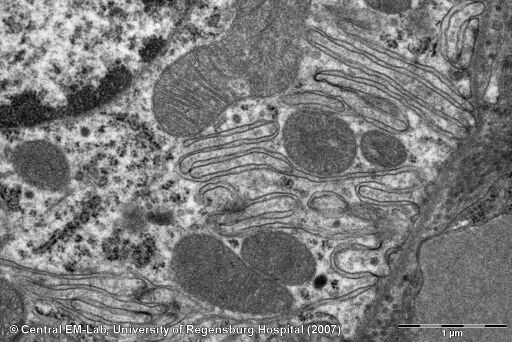 Mouse kidney, detail of a cell of the distal renal tubule. 