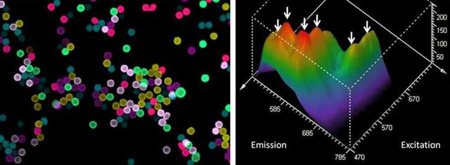 A mixture of 6 differently colored beads was recorded. Left: false-color projection of the beads recorded by an excitation-emission lambda-square scan. Right: pseudo threedimensional view of the excitation-emission map (fluorescence landscape). One can easily locate the peaks of the six different fluorochromes (arrows).