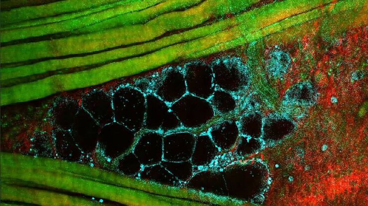 Multiphoton microscopy of an unstained mouse skin section acquired using the 4Tune detector. Multiphoton microscopy of an unstained mouse skin section acquired using the 4Tune detector.