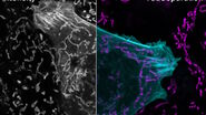 Lifetime-based multiplexing in live cells using TauSeparation. Mammalian cells expressing LifeAct-GFP (ibidi GmbH) and labelled with MitoTracker Green. Acquisition with one detector, intensity information shown in grey. The two markers can be separated using lifetime information: LifeAct-GFP (cyan), MitoTracker Green (magenta). Image acquired with STELLARIS 5.