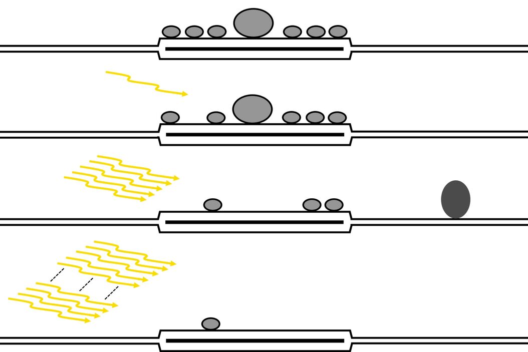  Investigating_Synapses_in_Brain_Slices_teaser.jpg