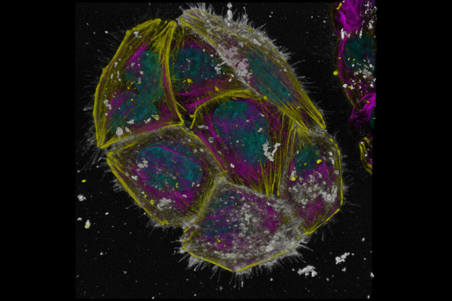 Simultaneous 4-color imaging with STELLARIS 8. Live HeLa cells have been labeled to identify nuclei (cyan, Hoechst), actin (yellow, SPY555), tublin (magenta, SPY650) and plasma membrane (gray, NIR750).