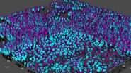 THUNDER image of brain-capillary endothelial-like cells derived from human iPSCs (induced pluripotent stem cells) where cyan indicates nuclei and magenta tight junctions.