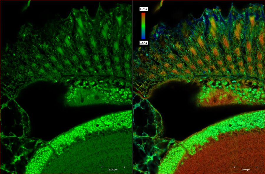 Tile scan overview of an unstained paraffin section of an adult Drosophila brain.