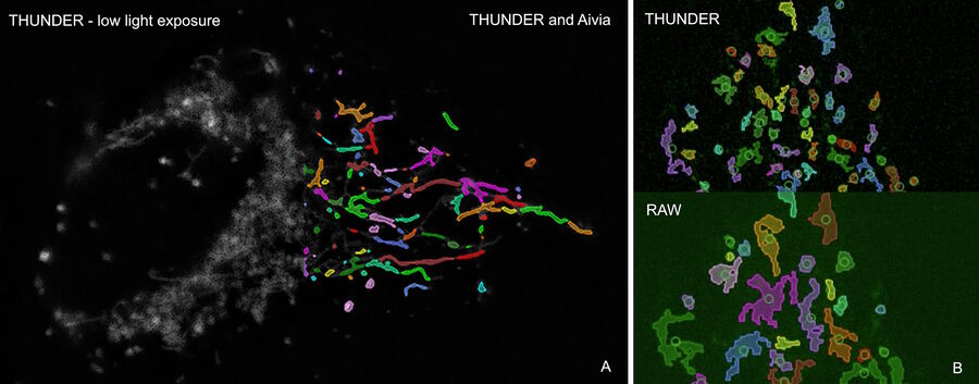 Figure 2: U2OS Cells, mitochondria labelled with MitoView green. These images were taken using low light exposure to ensure physiological conditions, increasing the relevance of the acquired data. A: THUNDERed and segmented image of the mitochondrial network using Aivia. Different shapes of Mitochondria are visible. B: Snapshot of a timeseries used to track the mobility, number of objects, size, and the fusion and fission rate of mitochondria over time. The analysis of the THUNDERed dataset shows a larger number of objects, indicating a better accuracy of segmentation. Consequently, the tracking is more precise and any information extracted (displacement, speed, formfactor, size, shape, etc.) is less prone to error.