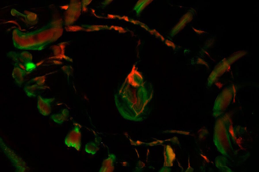 In vivo imaging of food moth (Plodia interpunctella). 