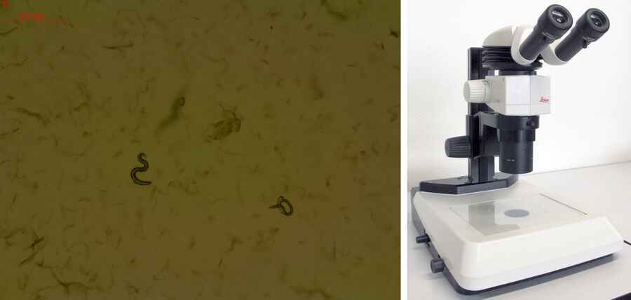 Image (left) of C. elegans on an agar plate taken with the Leica M80 using a Leica TL3000 ST light base (right). Darkfield helps to better view the worms.