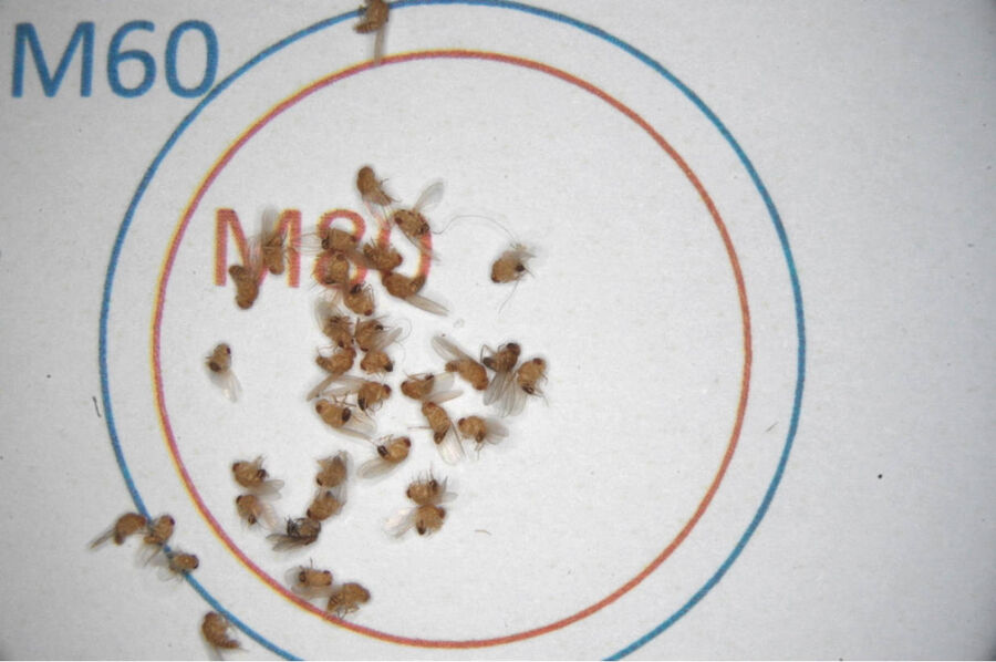 Image of fruit flies taken with a Leica M60 having a 0.5x objective and 0.63x zoom setting.