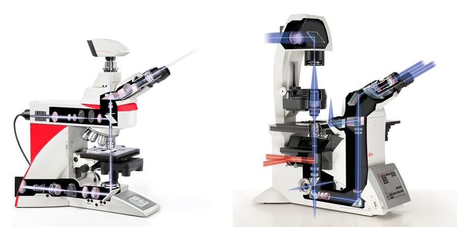 Left) an upright microscope features the objective above and the condenser below the specimen. Right) on an inverted microscope, this setup is reversed.