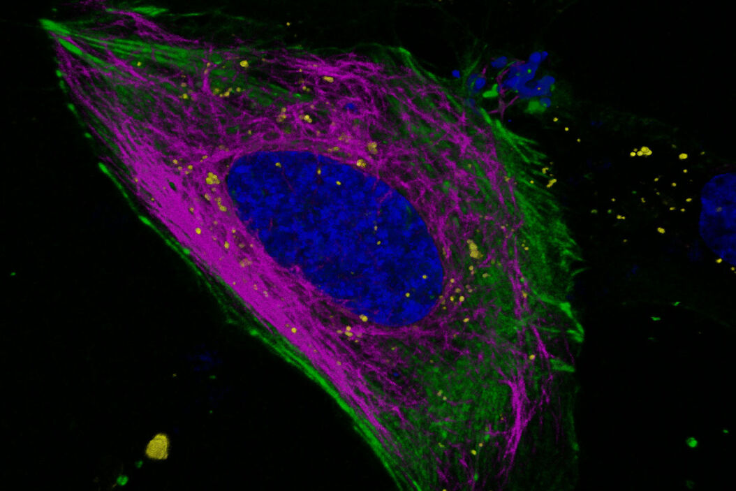 Multicolor 3D imaging of live mammalian cell. frontiers-of-confocal-main32.jpg
