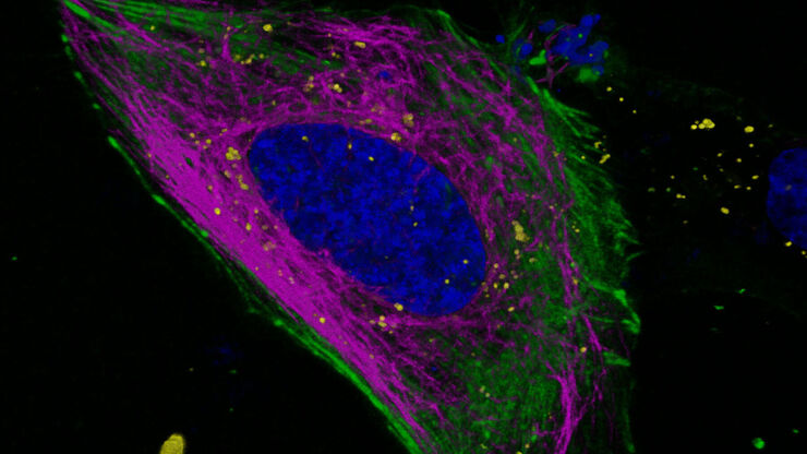 Multicolor 3D imaging of live mammalian cell.