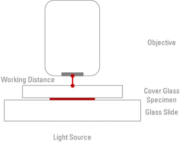 The working distance is the distance between the objective front lens and the surface of the cover glass.