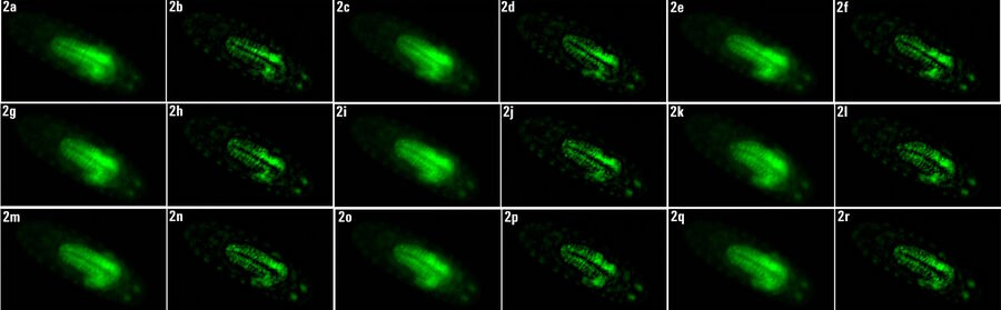 Time-lapse series of calcium transients in Drosophila embryo neurons. Images displayed were cropped with an average time interval of 10.47 seconds to illustrate the variability of GCaMP expression bursts.