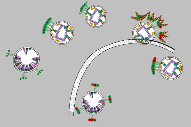 Diagram showing the structural conformations found from the FLIM phasor data.