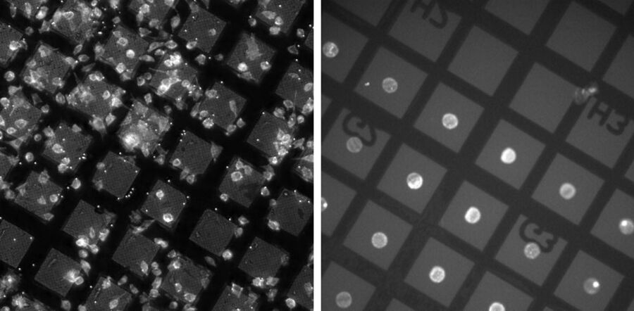 Distribution of cells without and with micropatterning.