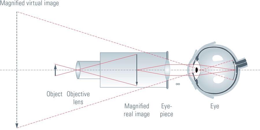 Compound microscope, schematic.