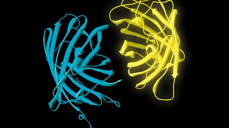 Donor (D) and acceptor (A) molecule which participate in FRET (Förster resonance energy transfer). Donor (D) and acceptor (A) molecule which participate in FRET (Förster resonance energy transfer).