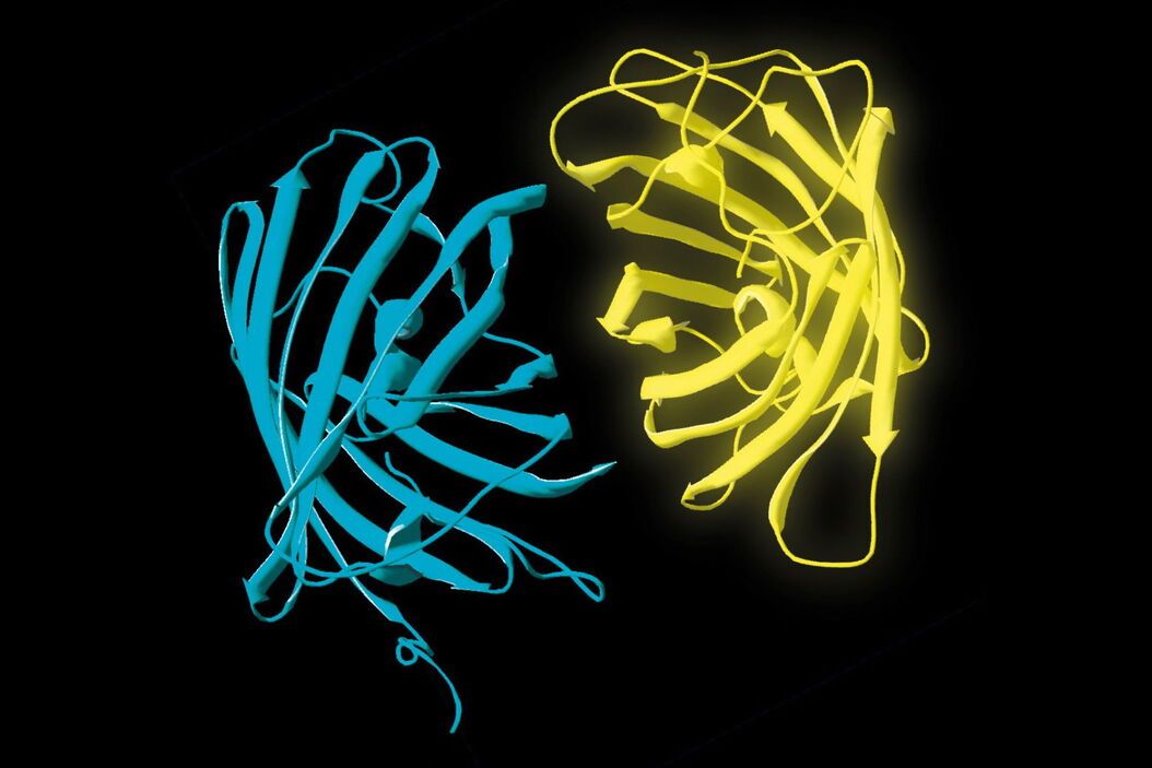 [Translate to German:] Donor (D) and acceptor (A) molecule which participate in FRET (Förster resonance energy transfer). Donor_and_acceptor_molecule_which_participate_in_FRET.jpg