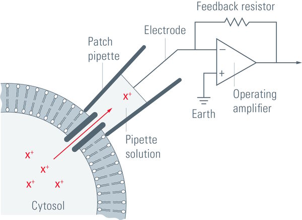 General principle of patch-clamp recordings