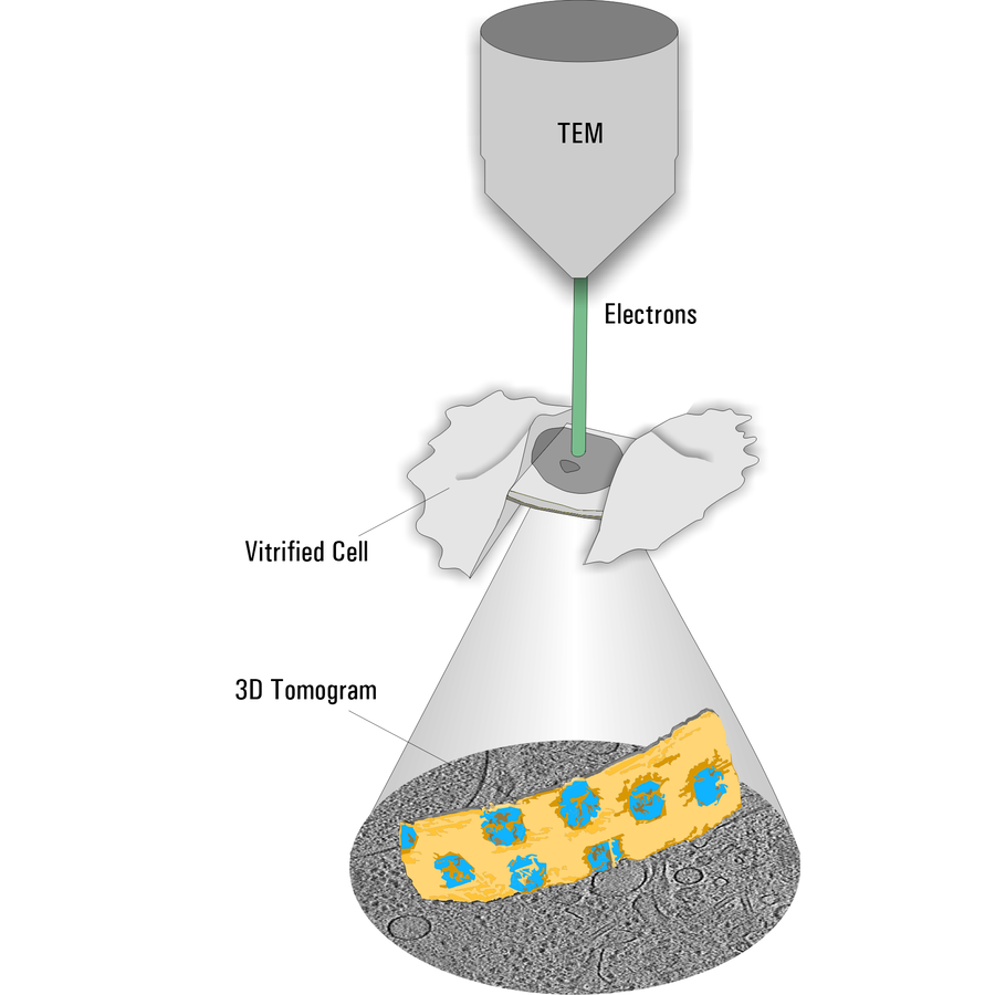 3D Cryo Tomography. Diagram of the Cryo Tomography process. The Cryo Lamella is tilted during the imaging creating a tilt series of the images represented by one image in the oval area. The 3D tomogram is shown above in yellow and blue. 