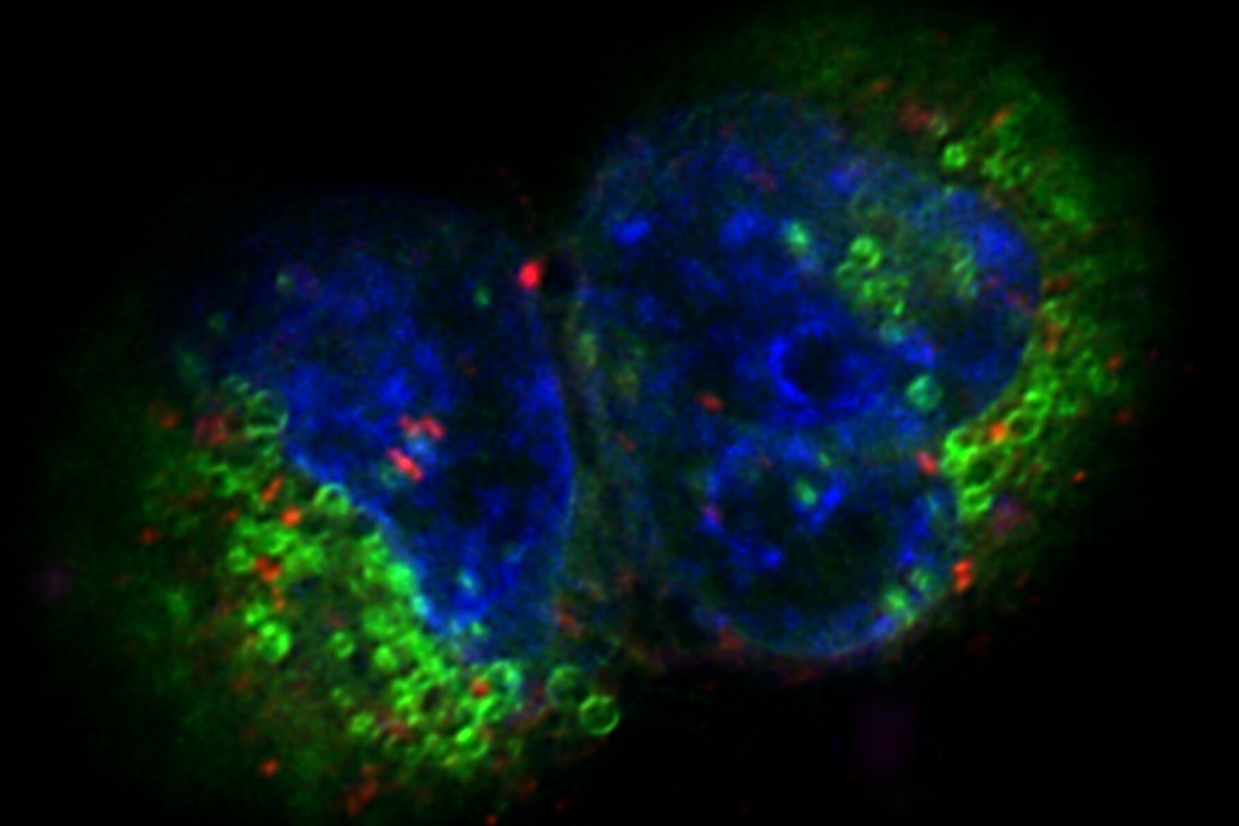 Projection of a confocal z-stack. Sum159 cells, human breast cancer cells kindly provided by Ievgeniia Zagoriy, Mahamid Group, EMBL Heidelberg, Germany. Blue–Hoechst - indicates nuclei, Green–MitoTracker Green–mitochondria, and red–Bodipy - lipid droplets