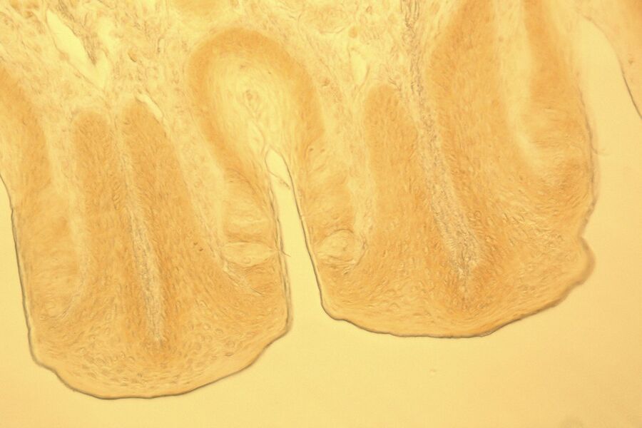 Section taste buds rabbit, bright field microscope