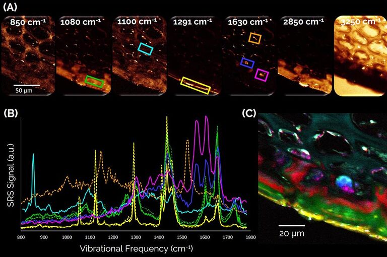 Visualisation de la composition biochimique endogène d’une tranche de pomme fraîche et non traitée. (A) Trames représentatives d’un stack d’images spectroscopiques SRS. (B) Spectres SRS des régions d’intérêt indiquées en (A). Jaune : pelure la plus extérieure composée d’une phase cireuse d’acides gras saturés à longue chaîne. Vert, rouge : couches cuticulaires internes composées d’acides gras insaturés à chaîne courte. Bleu, magenta : composés polyphénoliques. Cyan : parois cellulaires en polysaccharides. Orange : pigments caroténoïdes. (C) Résultat d’unmixing spectral à 8 couleurs montrant les structures biochimiques distinctes.