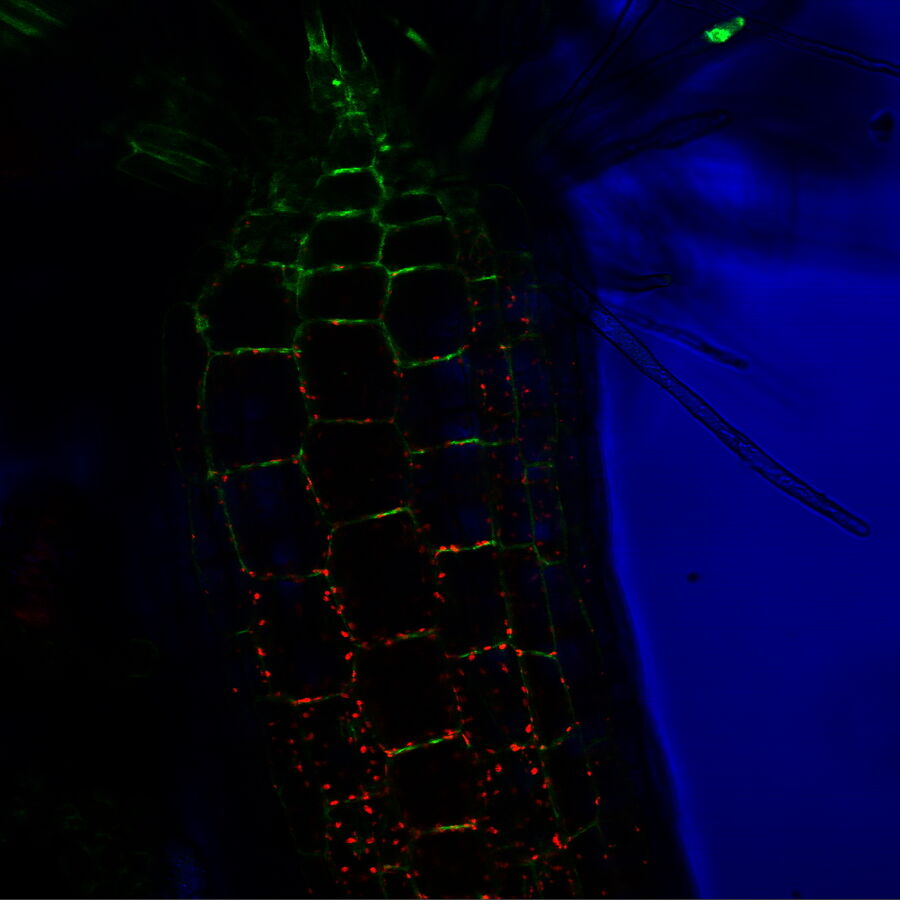 Confocal live-cell image of Arabidopsis