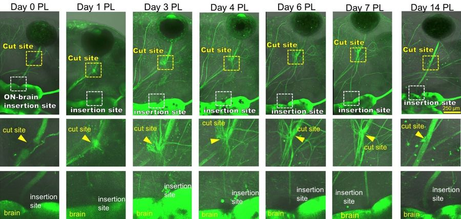 Longitudinal imaging of a tadpole after laser optic nerve transection. Axons distal to the injury site degenerate from day 0–2 post laser (PL), followed be several axons sprouting from the proximal cut end in all directions from the injury site by day 3 PL. Some regrowing axons quickly reach the brain after which this connection becomes reinforced by additional axons that follow the path of those pioneer axons. After 14 days, the optic nerve is virtually indistinguishable from the naïve (uninjured) optic nerve morphology.