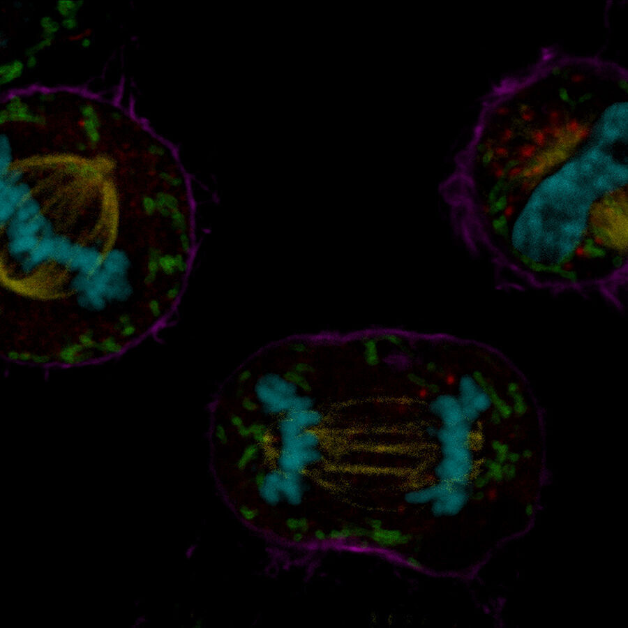 COS7 mitotic cells. Chromatin (cyan, mCherry), mitotic spindle (yellow, EGFP), Golgi (red, Atto647N), mitochondria (green, AF532), actin filaments (magenta, SiR700). Sample courtesy: Jana Döhner, Urs Ziegler, University of Zürich; cells expressing mCherry were a kind gift of Daniel Gehrlich. SiR was a kind gift of Spirochrome