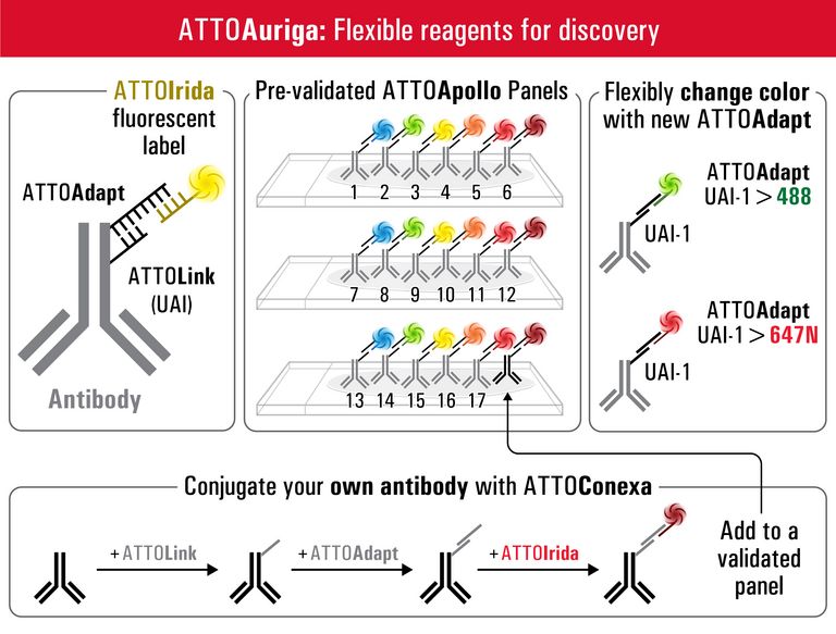 ATTOAuriga: A flexible reagent ecosystem for high-plex imaging.