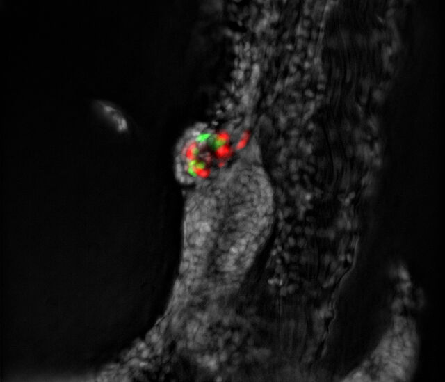 Después Computational Clearing - THUNDER Imager 3D Assay