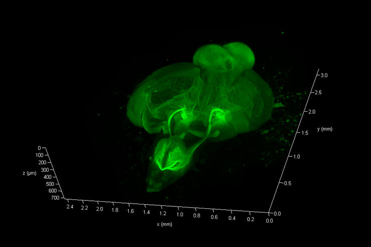 Zebrafish Whole Brain imaging with Leica SP8 spectral confocal laser scanning microscope