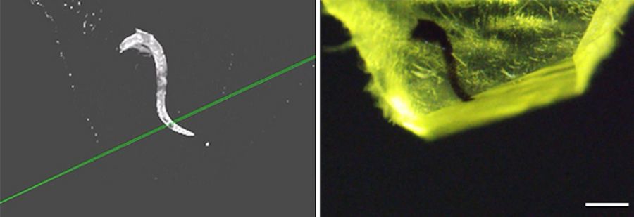 Side-by-side view of interactive display and sample after trimming. Scale bar: 500 µm.