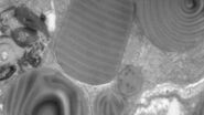 Lamellar structure
